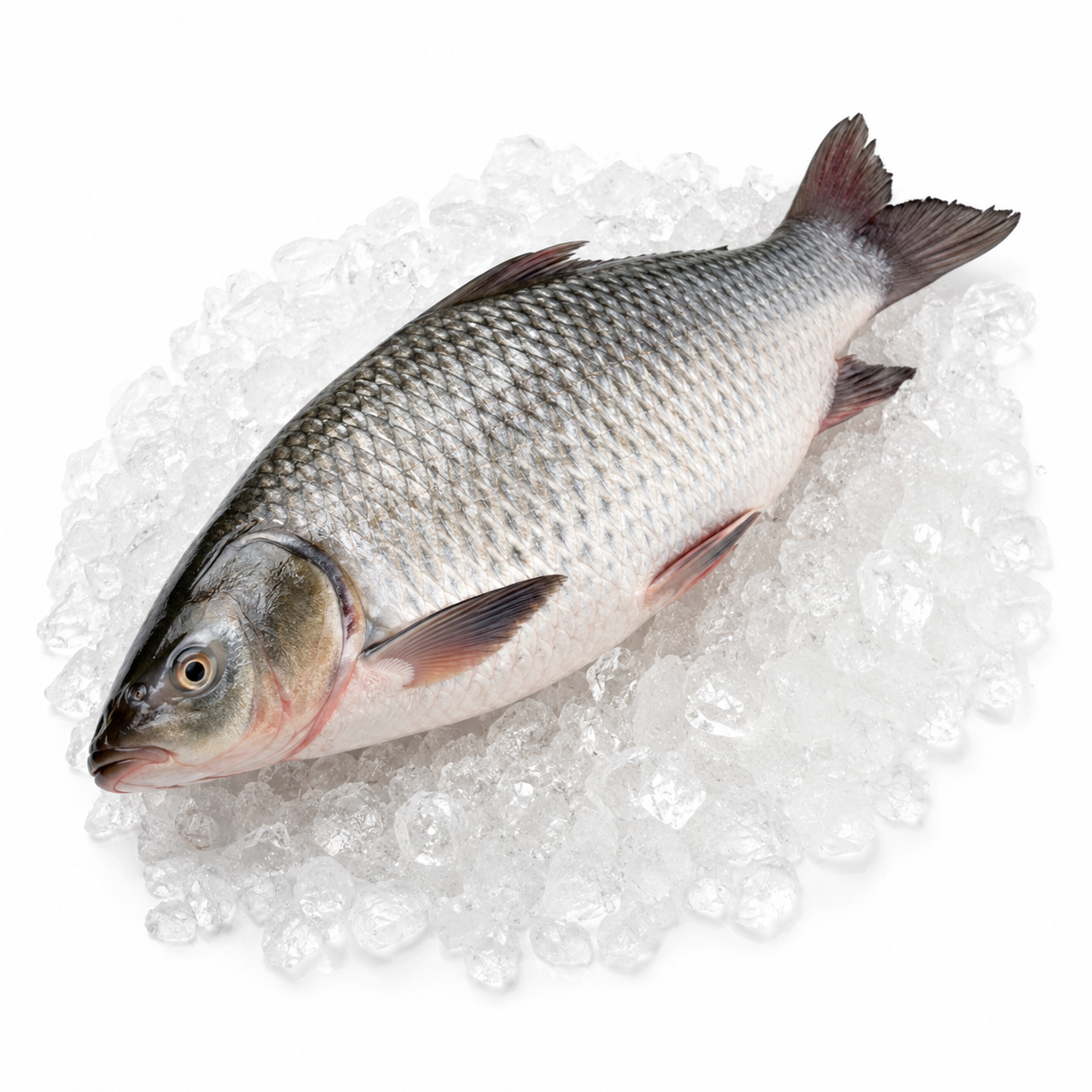 তাজা নদীর ইলিশ মাছ – Premium Hilsa - Image 2