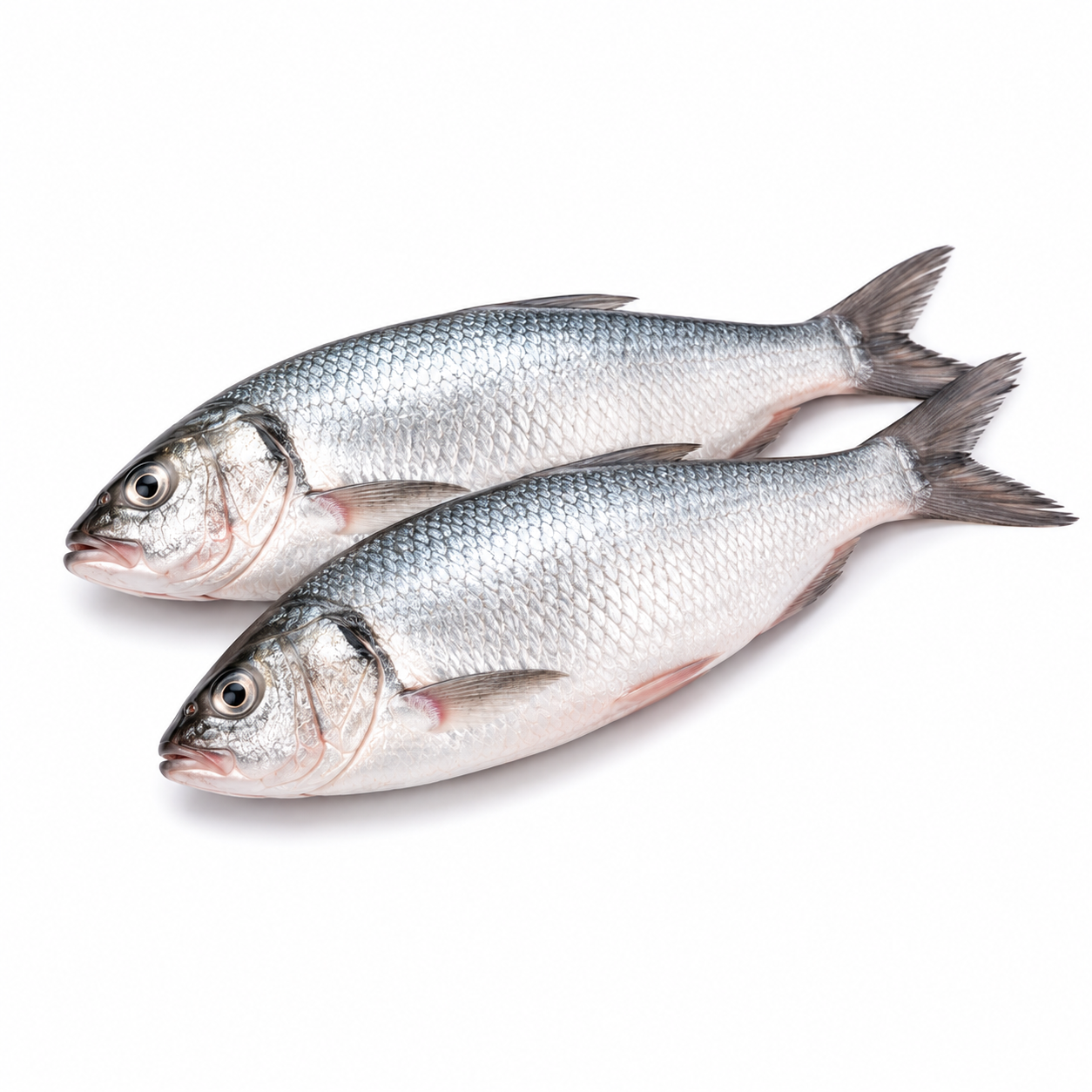 তাজা নদীর ইলিশ মাছ – Premium Hilsa - Image 3